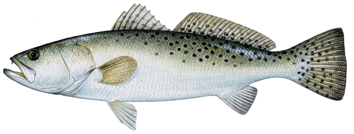 Spotted or Speckled Trout. Illustration by Diane Rome Peebles